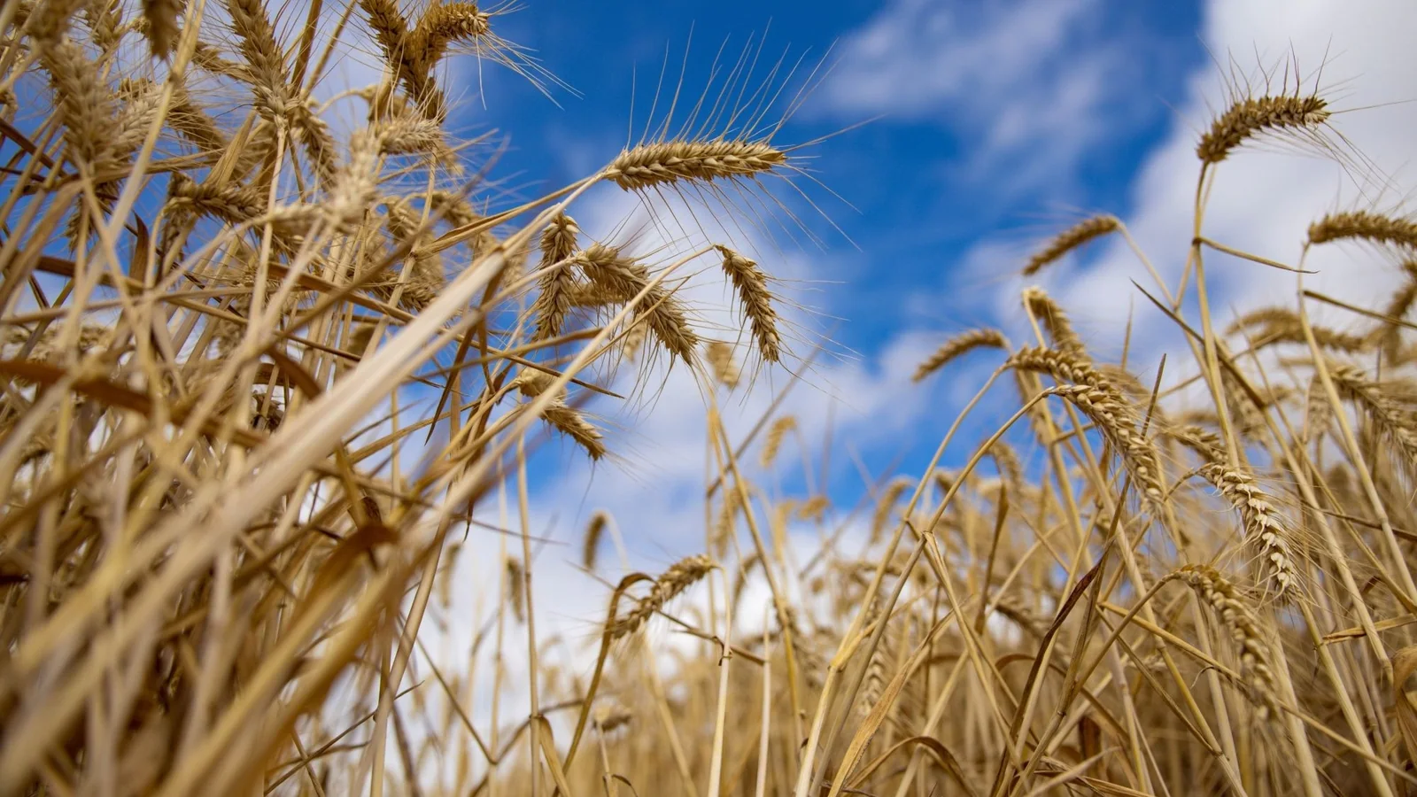 World’s hunger for wheat spawns new group of nimble exporters